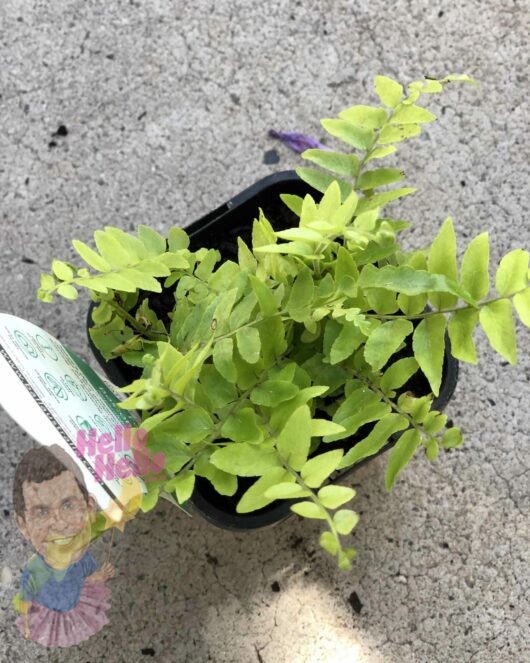 Potted Nephrolepis 'Macho Boston Fern' 4" Pot on a concrete surface, featuring a price tag with an illustration of a smiling man and the text "hello hello.