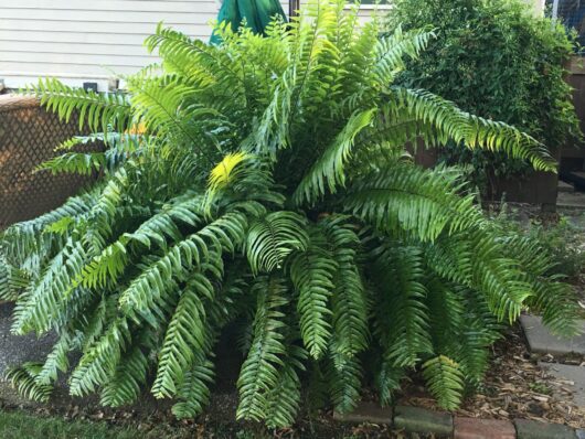 Lush Nephrolepis 'Macho Boston Fern' 4" Pot with vibrant green fronds growing in a garden beside a house, on a bed of small stones.