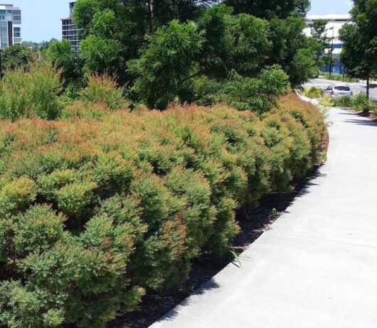 A row of densely planted Melaleuca 'Claret Tops' 6" Pot with orange and green foliage lines a paved walkway, with trees and buildings in the background.