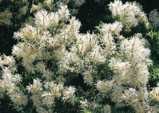 Cluster of Melaleuca 'Snow in Summer' Myrtle 12" Pot blooming flowers with delicate textures, highlighted by sunlight against a dark, leafy background.