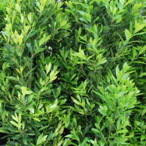 A dense cluster of glossy green Laurus 'Miles Choice' Bay Tree 8" Pot shrubs with lush foliage.