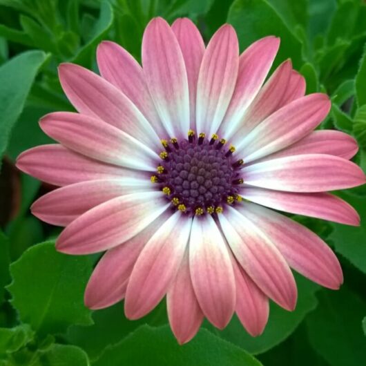 Close-up of an Osteospermum 'Serenity™ Pink Magic' African Daisy with a purple center surrounded by green leaves.