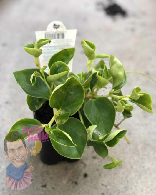 A potted Peperomia 'Red Stem' 4" Pot plant with lush green leaves, focusing on a tag and a colorful "hello hello" sign, on a concrete surface.