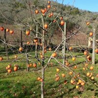 A Persimmon 'Fuyu' 7L Bag Tree laden with ripe orange Fuyu persimmons, standing in a sunny orchard with bare branches and a grassy ground.