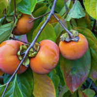 Ripe Persimmon 'Fuyu' 7L Bag hanging on a branch surrounded by colorful leaves.