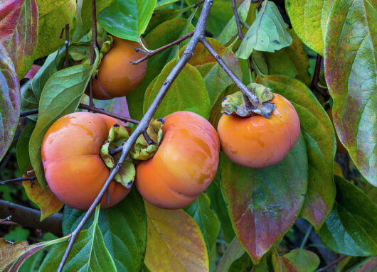 Ripe Persimmon 'Fuyu' 7L Bag hanging on a branch surrounded by colorful leaves.