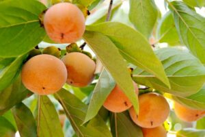 Ripe Persimmon 'Fuyu' 7L Bag hanging on branches surrounded by green leaves, with a soft focus background.