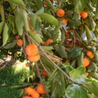 A Persimmon 'Nightingale' 7L Bag tree full of ripe orange fruits, with green leaves, in a sunlit garden.