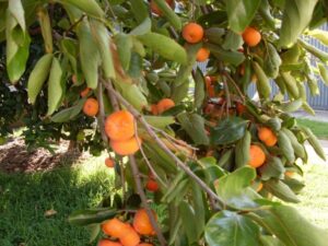 A Persimmon 'Nightingale' 7L Bag tree full of ripe orange fruits, with green leaves, in a sunlit garden.