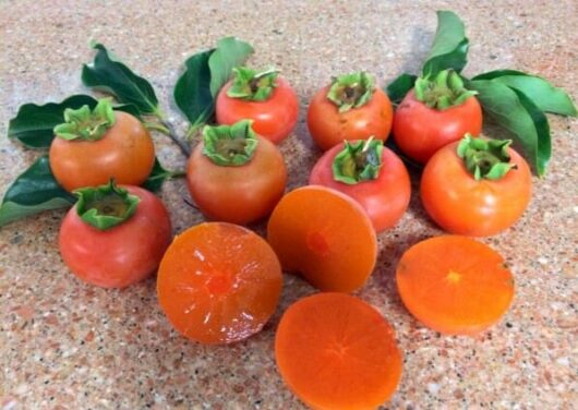 Fresh Persimmons arranged on a kitchen counter with leaves attached, some cut in half showing the interior of the Persimmon 'Nightingale' 7L Bag variety.