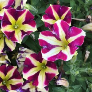 A close-up image of vibrant purple and yellow Petunia 'King of Spades' 6'' Pot flowers in bloom.