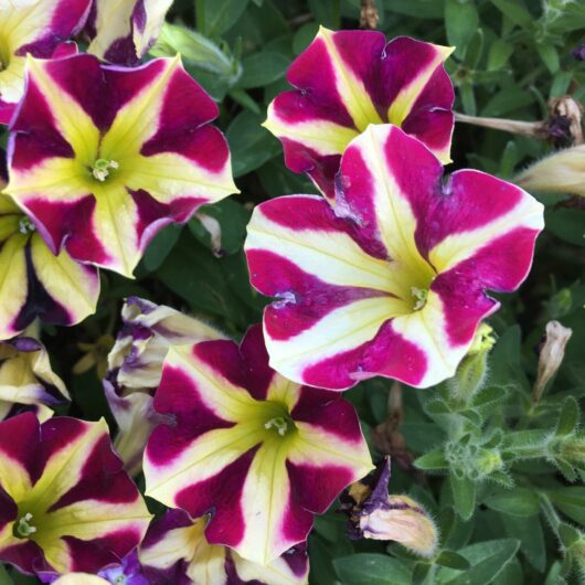 Petunia 'King of Spades' 6'' Pot - Hello Hello Plants