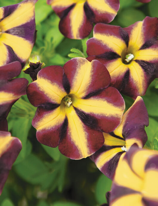 Close-up of purple and yellow striped Petunia 'King of Spades' 6'' Pot flowers with green leaves in the background.