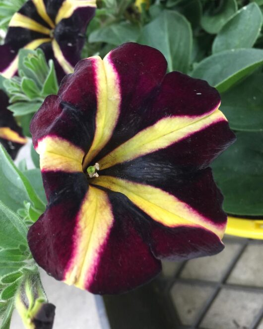 Close-up of a Petunia 'King of Spades' 6'' Pot with deep burgundy and yellow striped petals, vibrant against a blurred green background.