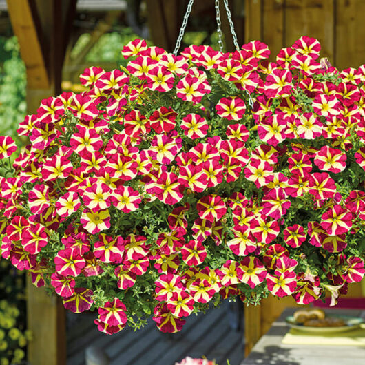 A hanging basket filled with vibrant pink and yellow Petunia 'Queen of Hearts' 6'' Pot, displayed outdoors.