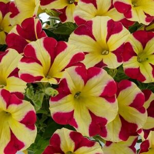 Close-up of yellow and red striped Petunia 'Queen of Hearts' 6'' Pot in full bloom.
