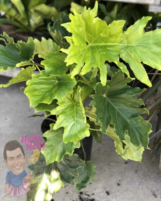 Lush green Philodendron 'Hope' 8" Pot plant with large, glossy leaves, in front of a blurred background, featuring a small caricature sign saying "hello hello.