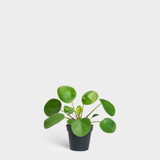 A Pilea 'Chinese Money Plant' with round, green leaves on a plain white background.