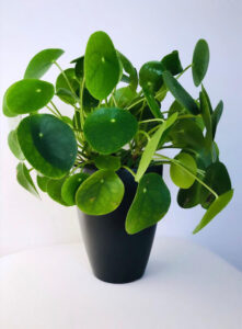 A Pilea 'Chinese Money Plant' 4" Pot, with round green leaves, placed on a white surface against a white background.
