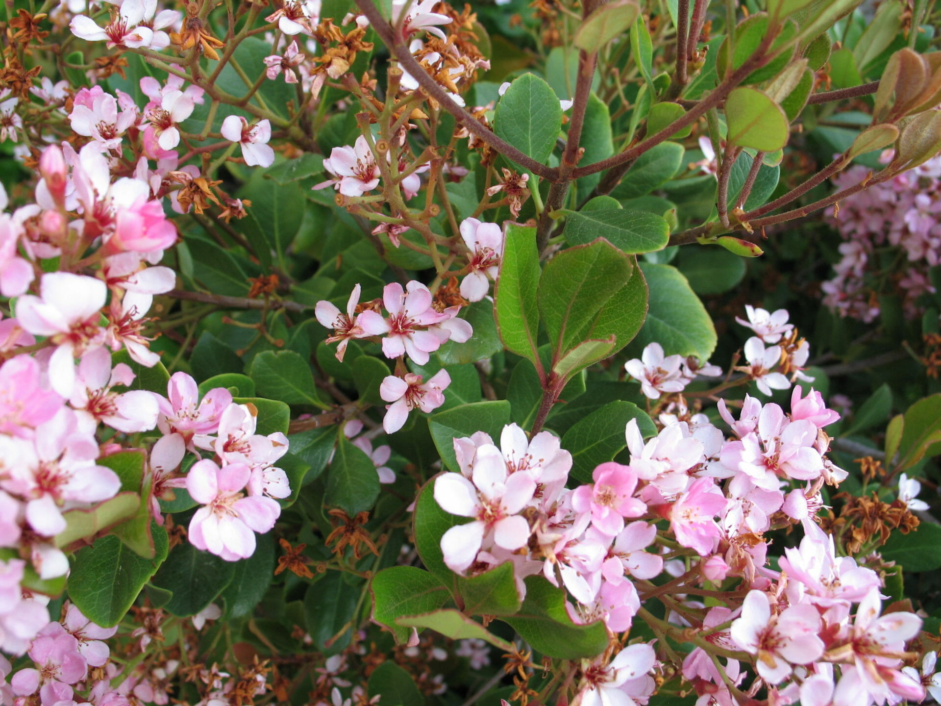 Rhaphiolepis 'White Flowering' Indian Hawthorn 7" Pot Hello Hello