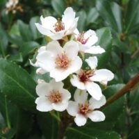 Rhaphiolepis 'White Flowering' Indian Hawthorn 7" Pot (Eco Grade) blossoms with pink centers on a shrub with glossy green leaves.