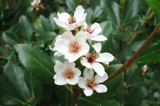 Rhaphiolepis 'White Flowering' Indian Hawthorn 7" Pot (Eco Grade) blossoms with pink centers on a shrub with glossy green leaves.