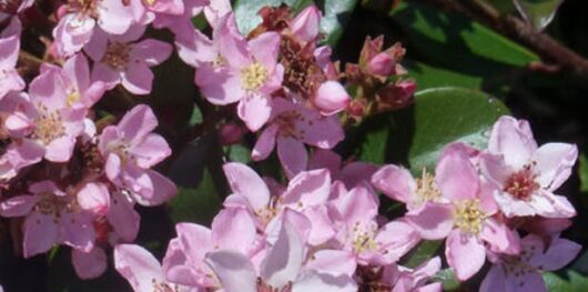 Cluster of Rhaphiolepis 'Apple Blossom' Indian Hawthorn 6" Pot with yellow centers on a green leafy background.