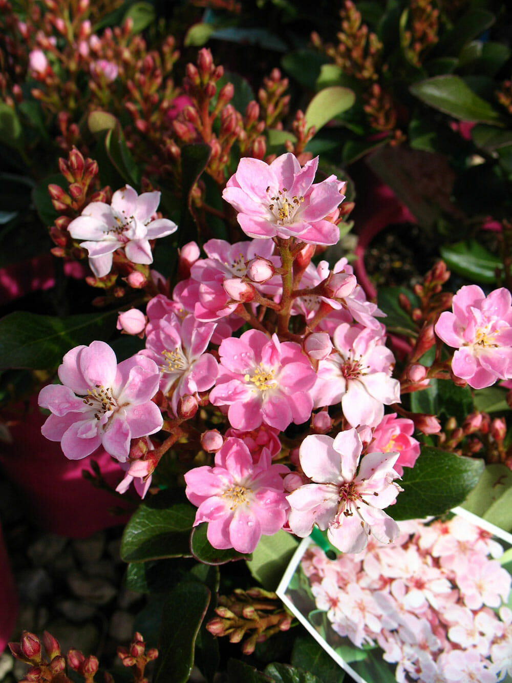 Rhaphiolepis 'Apple Blossom' Indian Hawthorn 8" Pot - Hello Hello