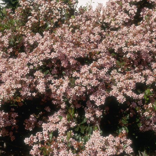 Dense cluster of Indian Hawthorn 'Apple Blossom' flowers with green leaves in bright sunlight.