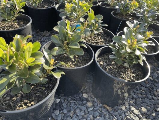 Rhaphiolepis 'Oriental Pearl' Indian Hawthorn 8" Pot