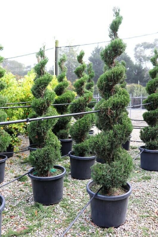 Juniperus 'Spartan' Conifer (Spiral) 20" Pot topiary trees arranged outdoors on a gravel surface, with a light mist in the background.