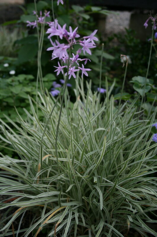 A clump of Tulbaghia 'Society Garlic' Variegated with tall stems topped with small, pale pink flowers in a 6" pot.