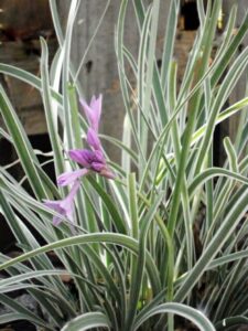 A purple flower blooms amidst a cluster of slender variegated leaves of Tulbaghia 'Society Garlic' Variegated, set against a blurred wooden background.