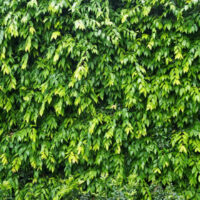 A dense wall of lush green Waterhousia 'Weeping Lilly Pilly' 8" Pot leaves, some turning yellow, covering a surface completely.