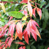 Leaves of the Waterhousia 'Weeping Lilly Pilly' 8" Pot transitioning from green to red on a branch, signifying the onset of autumn.