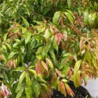 Waterhousia 'Weeping Lilly Pilly' 8" Pot tree with a lush display of green and red leaves, planted in dark soil, showing signs of new growth.