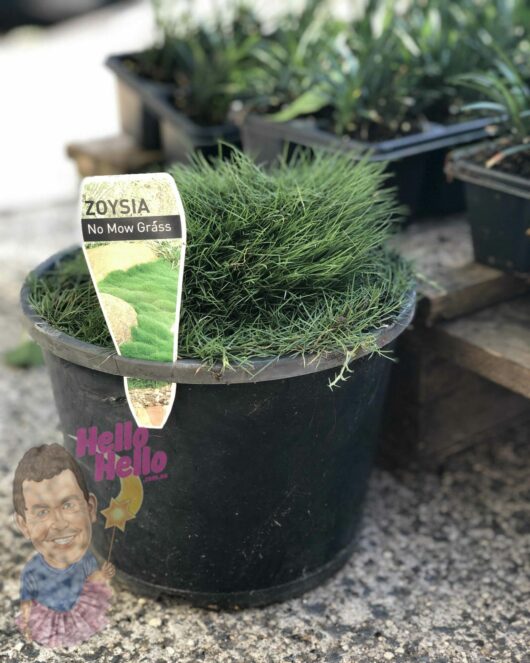 A Zoysia 'No Mow Grass' 8" Pot, labeled "no mow grass," placed on a wooden surface, with other plants in the background.
