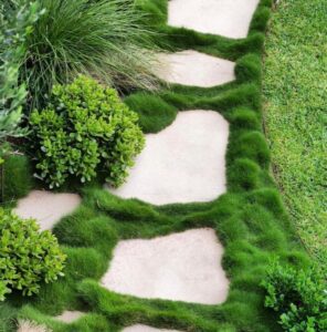 A winding garden path with irregularly shaped stone pavers surrounded by lush Zoysia 'No Mow Grass' 4" Pot and assorted shrubs.