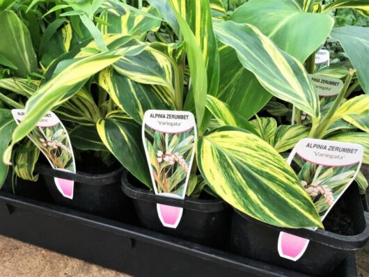 Potted Alpinia 'Variegated Shell Ginger' 5" Pot plants, labeled, arranged in trays at a garden center.