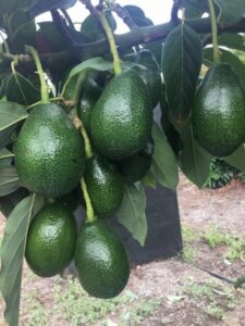 A cluster of ripe Persea 'Bacon' Avocado 10" Pot avocados hanging from a tree branch, surrounded by green leaves.