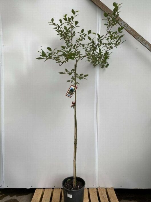 Salix 'Celtic Cascade' 12" Pot (Standard) Eco Grade