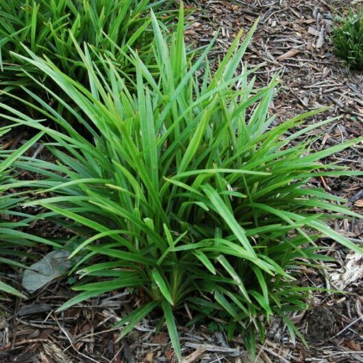 Lush green Dianella 'Little Jess™' Flax Lily plant with strap-like leaves flourishing in a bed of mulch.