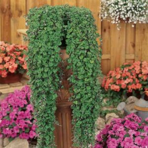 A lush green Dichondra 'Emerald Falls' 6" Pot positioned atop a wooden pedestal, surrounded by vibrant pink and red flowers in a garden setting.