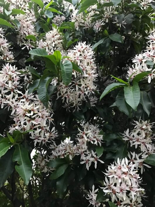 Calodendrum 'Cape Chestnut' Tree 20" Pot
