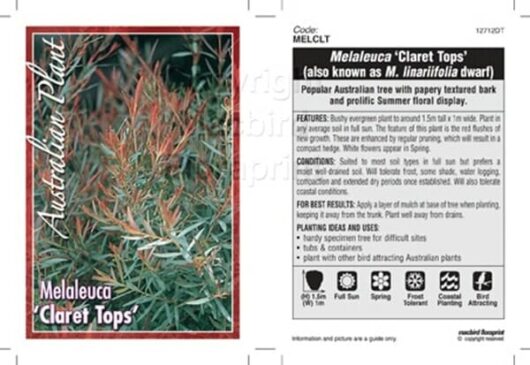 Melaleuca 'Claret Tops' 10" Pot
