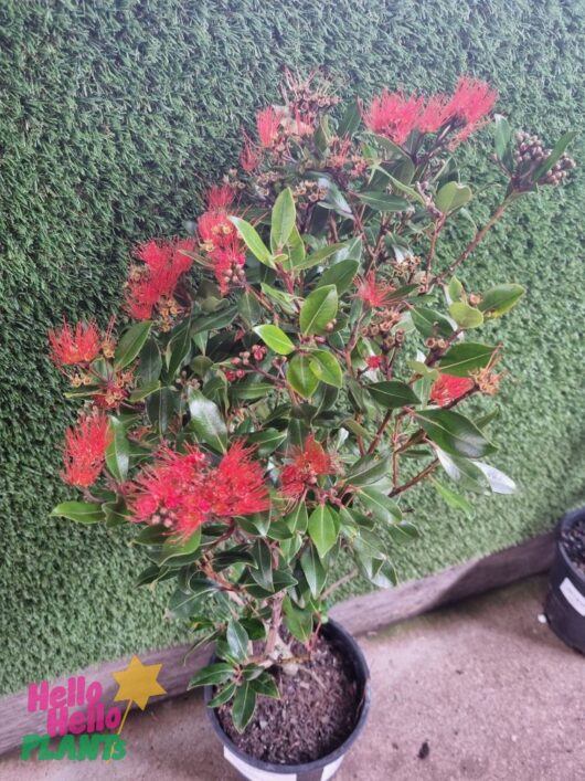 New Zealand Christmas Bush Metrosideros collina Little Dugald NZ Xmas Bush red flowers 8in pot