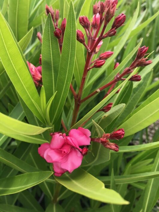 A close-up of a pink Nerium Oleander 'Dr Golfin' 6" Pot flower in bloom with surrounding buds and green leaves.
