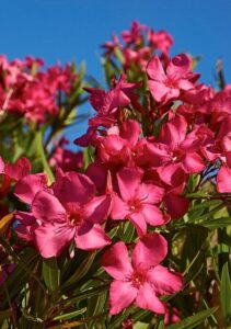 Vibrant pink Nerium Oleander 'Dr Golfin' 6" Pot flowers in full bloom against a clear blue sky, with green leaves visible.