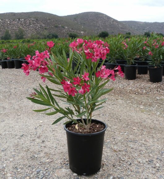 A Nerium Oleander 'Dr Golfin' 6" Pot, located at a plant nursery with rows of potted plants and a mountainous background.