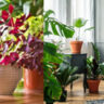 Indoor plants to warm your home